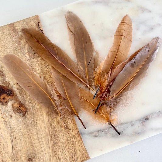 Brown feathers